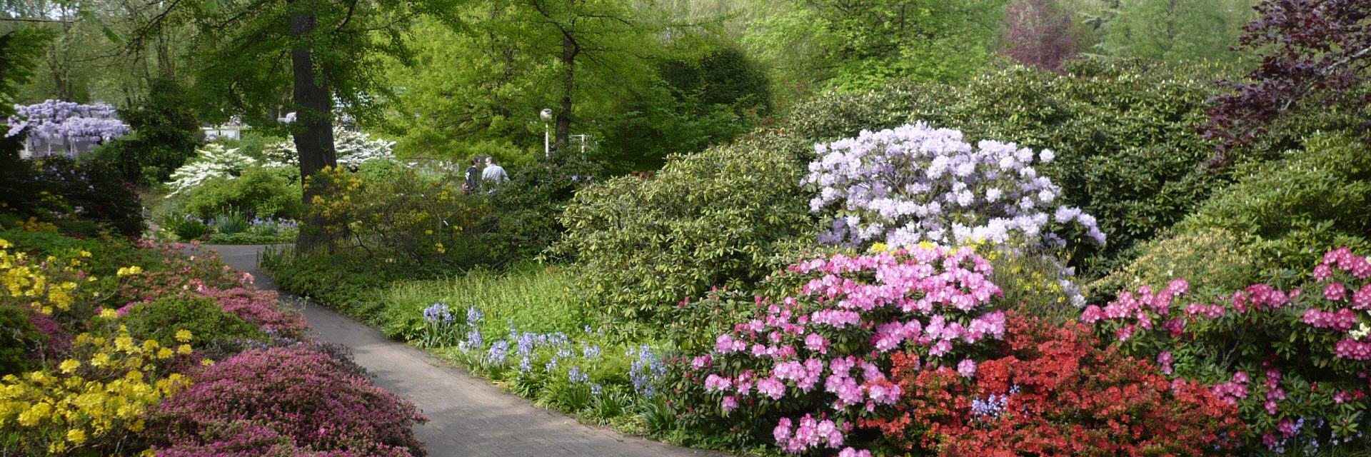 Rhododendronblüte im Rosengarten Zweibrücken